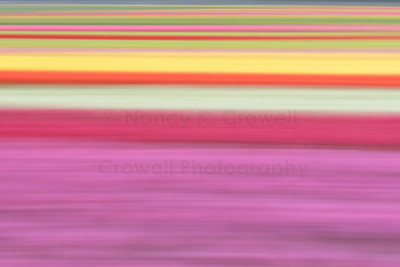 Tulip Colors - 2