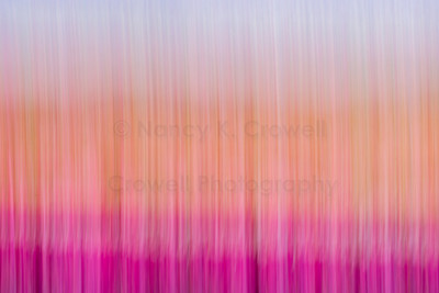 Tulip Curtain