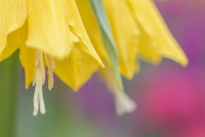 Under the Frit