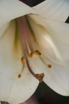 lily