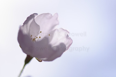 Blossom 23
