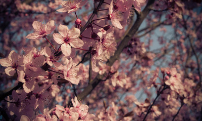 Blossom 01