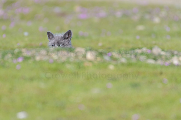 Fox Kits-2