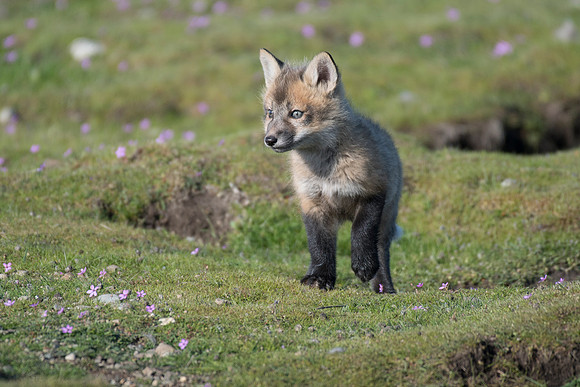 Fox Kits-3