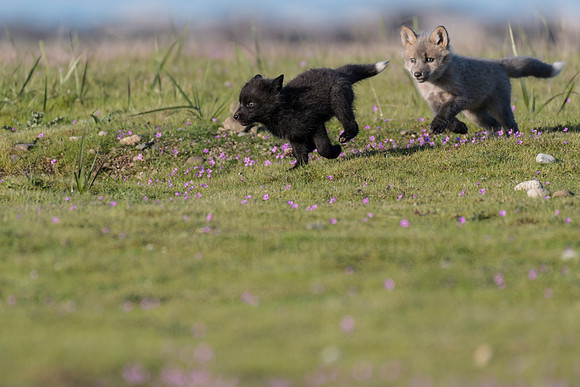 Fox Kits-4