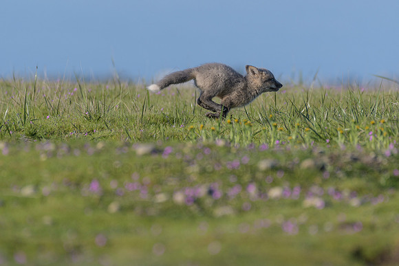 Fox Kits-5