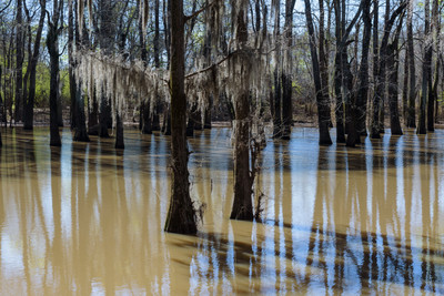 Swamp-1