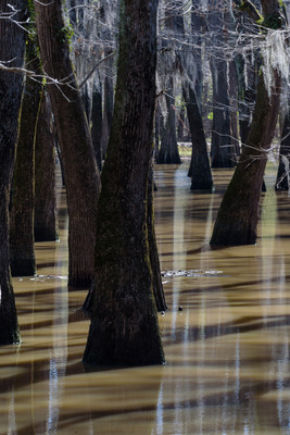 Swamp-2