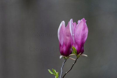 Magnolia