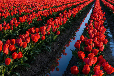 Red Reflections