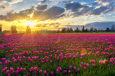 Pink Sunset