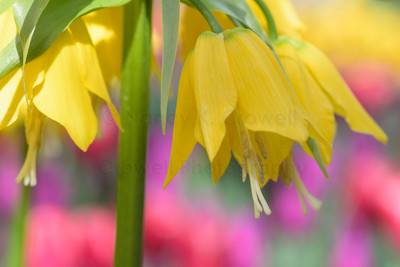 Yellow Frit