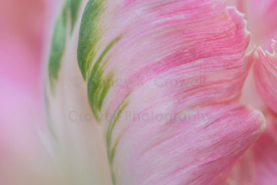 Pink and Green Parrot