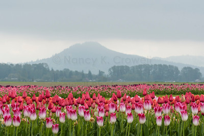 Tulips Rising-Fog Rising