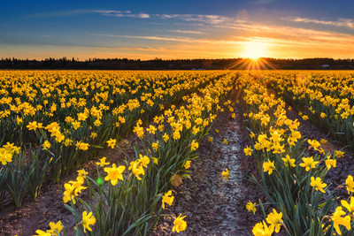 Sunny Sunset