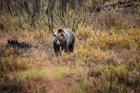 Grizzly