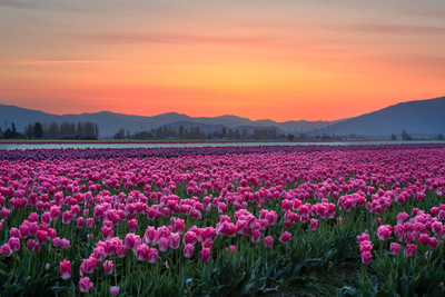 Pink on Pink