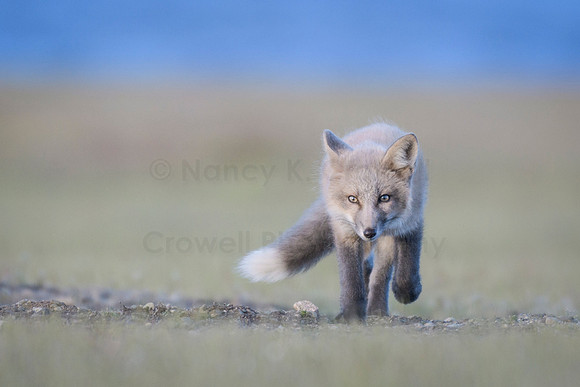 Pearl Fox-1