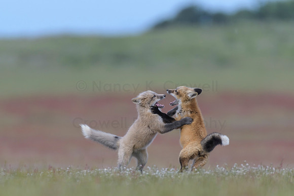Fox Kits Play Fighting