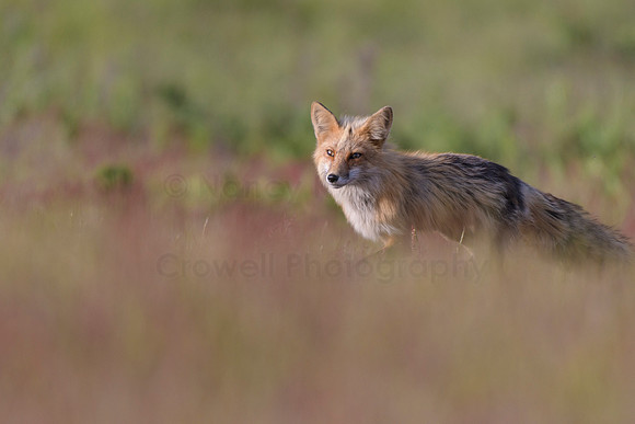 Red Fox-4