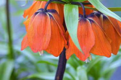 Orange Frittileria