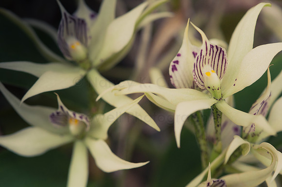 Orchid-8