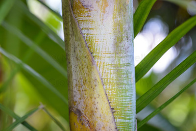 Palm Textures