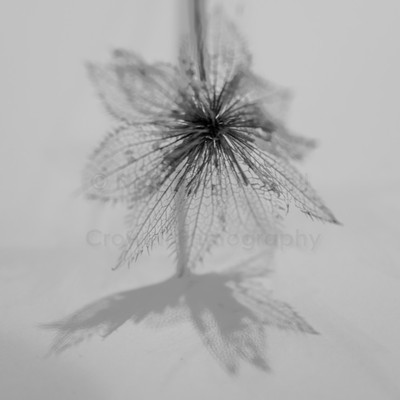 Remnants of Summer-3