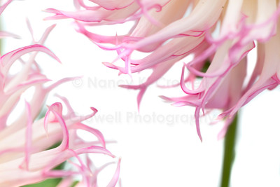 Dahlia-4