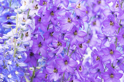 Delphinium wall