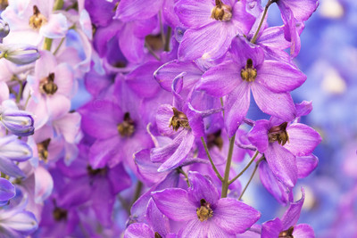 Delphinium 2