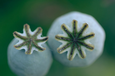 poppy pods