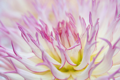 Dahlia-1