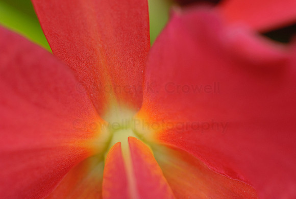 Orchid-11