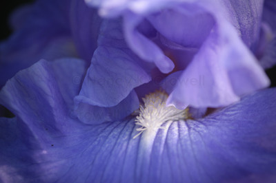 blueiris