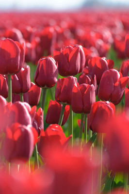 Tulip 10