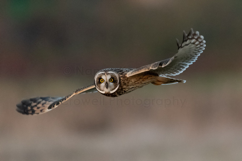 A short eared owl in flight