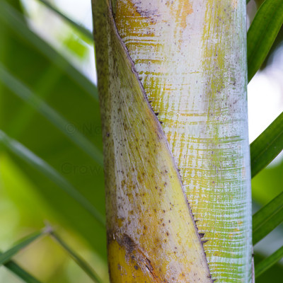 Palm, squared