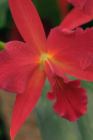 Orchid-3-2