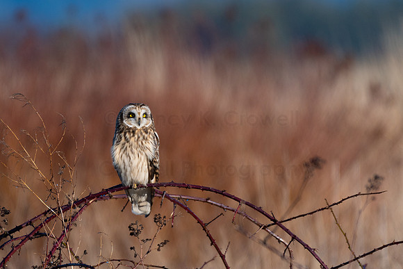 Short Eared Owl Perched