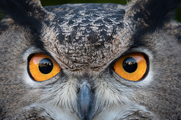 Slater's Eyes