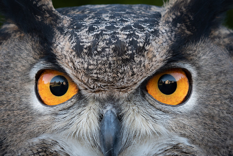 Close up of owl eyes with house reflected in them. 