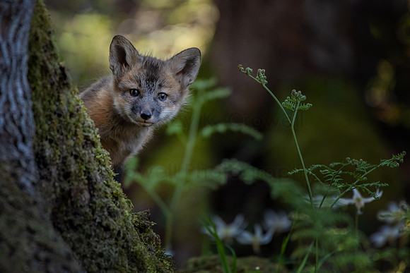 Fox Kit-1