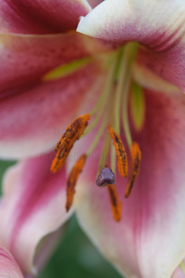 pink asian lily
