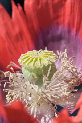 Fringed Poppy-3