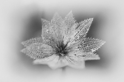 Remnants
