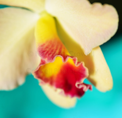 Orchid Lip