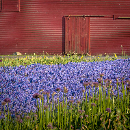 Skagit Valley Afternoon-2