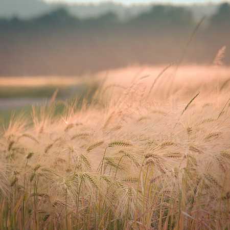 pastel wheat