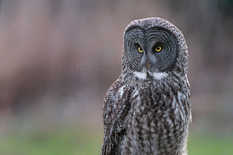 Close up portrait of a great gray owl.